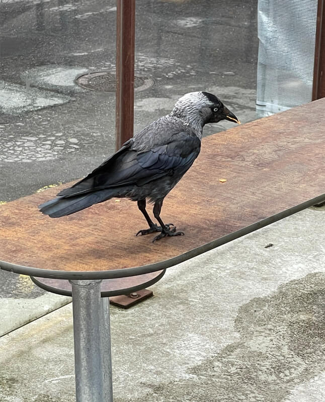 En krage på et Plateau Picnic Street bordbænkesæt